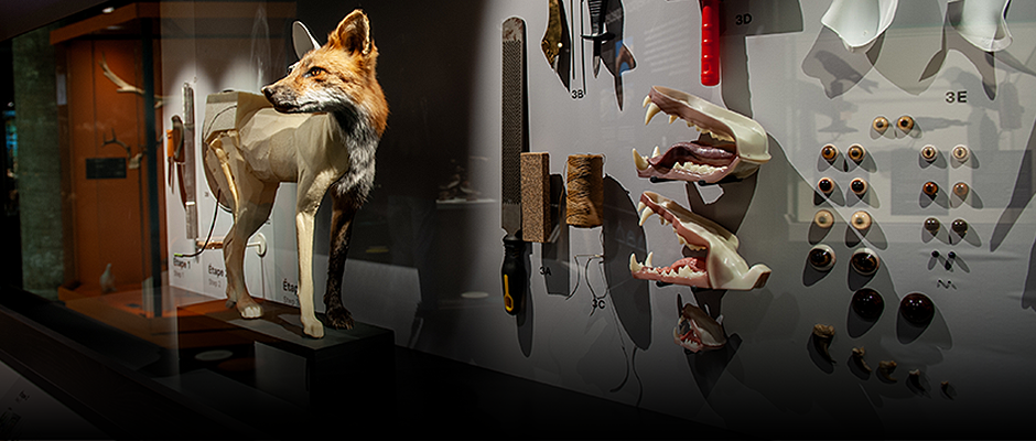 Taxidermy : an art in the service of education and conservation