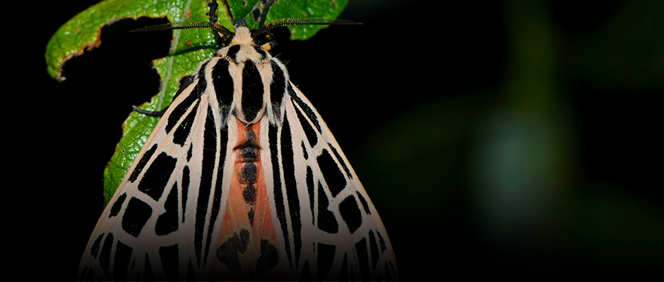 Living in peace with stinging and biting insects