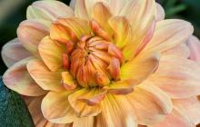 Dahlia sp.