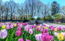 Tulips in the Jardin botanique