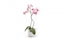 Indoor plants