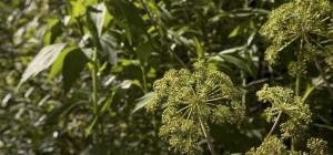 Anethum graveolens &#039;Super Dukat&#039;
