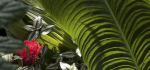 Anthurium veitchii.