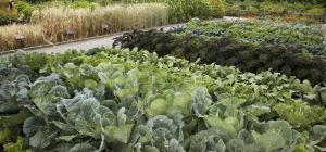 Brassica sp.