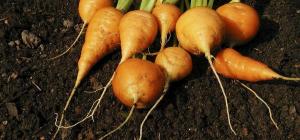 Daucus carota 'Oxheart'