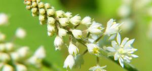 Tiarella cordifolia
