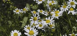 Matricaria recutita