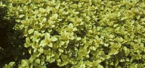 Origanum vulgare &#039;Aureum&#039;