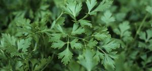 Petroselinum crispum neapolitanum