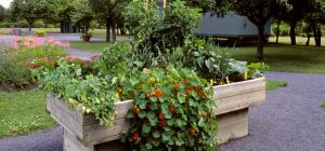 Potager surélevé