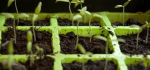 Seed tray