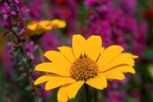 Heliopsis helianthoides