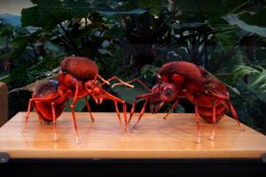 Vies d'insectes : les fourmis Atta