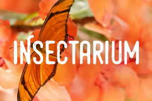 Grande réouverture Insectarium - Billetterie