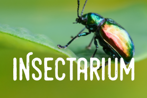 Insectarium - Billetterie