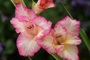 Gladiolus cv.