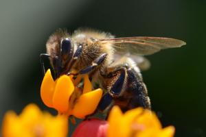 Insects in Winter