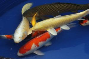 All about Japanese Koi Carp