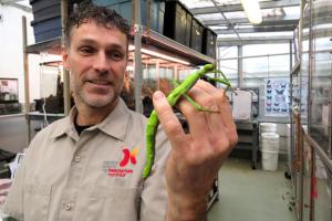 Up Close with an Expert - Insect Breeder
