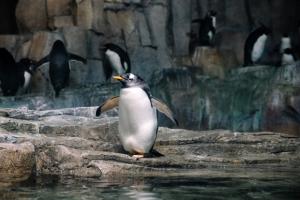Penguin feeding time