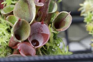 Capture your prey: Invent a trap inspired by carnivorous plants - Activity