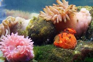 The wrack line and its hidden treasures!