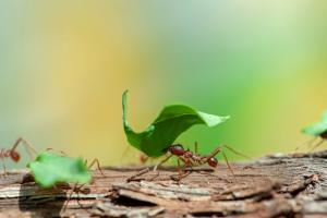 Insects' lives : Leafcutting ants