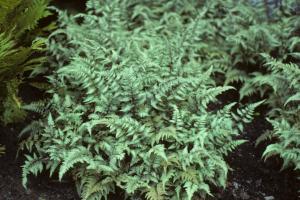 Athyrium nipponicum 'Pictum'