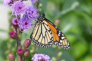 Danaus plexippus