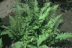Dryopteris filix-mas