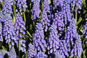 Muscari armeniacum