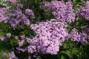 Lilas Syringa.