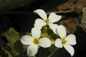 Arabis caucasica