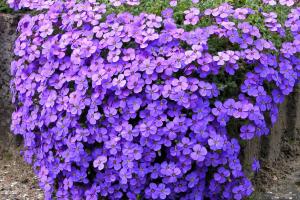 Aubrieta deltoides