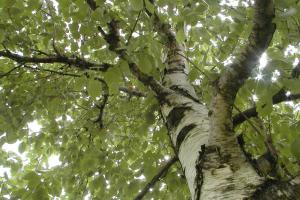 Betula papyrifera.