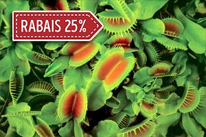 Les plantes étranges de Mme Z