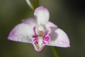 Dendrobium kingianum.