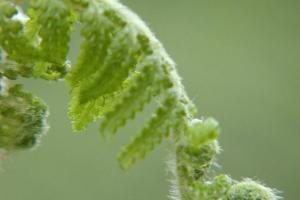 Dicksonia antarctica.