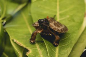 Bébé tortue des bois sur une feuille