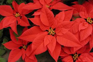 Euphorbia pulcherrima 'Gutbier V-17 Angelika Red'
