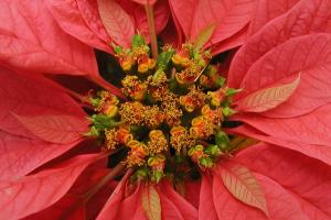 Euphorbia pulcherrima 'Gutbier V-14 Pink'
