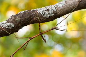 Un fascinant phasme au Québec