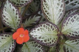 Episcia cupreata &#039;Acajou&#039;