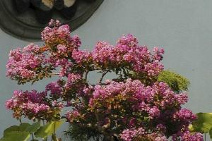 Lagerstroemia indica