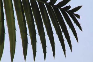 Dioon spinulosum