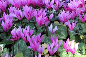 Cyclamen du printemps Cyclamen repandum