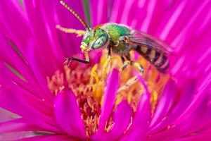 Insects’ Lives: Pollinators in the Garden
