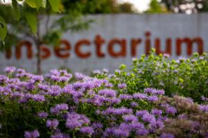 Vivaces au Jardin des pollinisateurs de l&#039;Insectarium