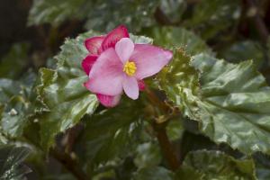 Begonia &#039;Richmondensis&#039;