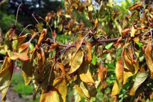 Bacterial blight on an apple tree (Malus sp.)